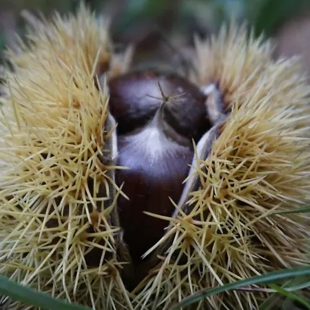 Arco Antico クザーノ・ムトリ