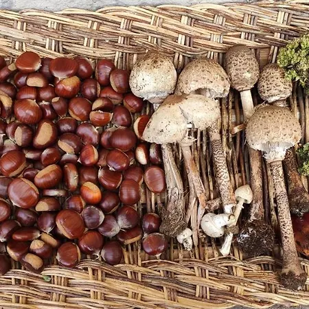 Arco Antico 3* クザーノ・ムトリ