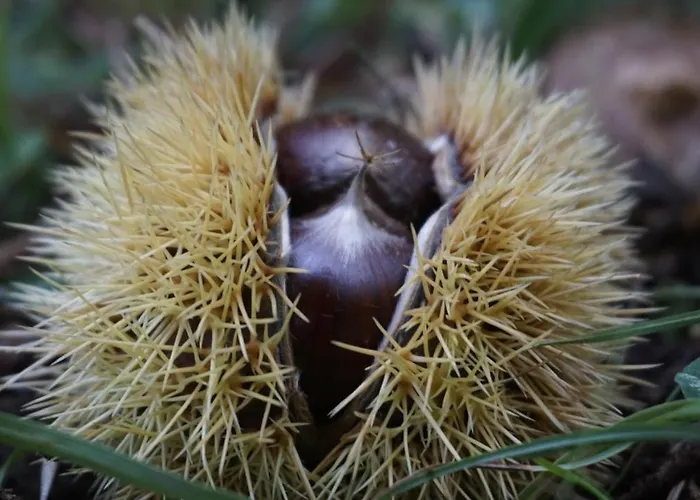 Arco Antico Cusano Mutri